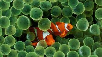 Clownfish Background Wallpaper