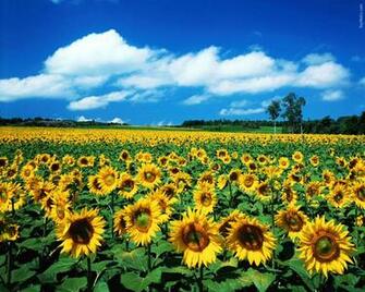 Sunflower HD Wallpaper