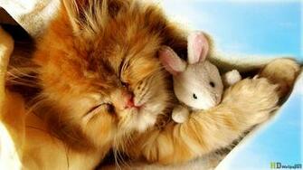 Cute Baby Kittens Wallpapercute HD Wallpaper