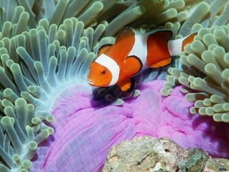 Ocean Life Wallpaper Beaches Rivers Oceans Photography Desktop