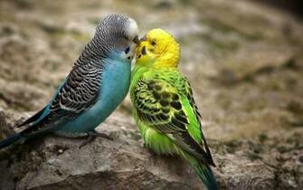 Tag Love Birds Desktop Wallpaper Background Photos Image And
