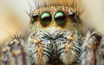 Scary Spider HD Desktop Wallpaper Digitalhint Net