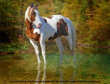 Horse Colors Pinto