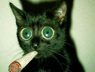 Wallpaper Funny Cats