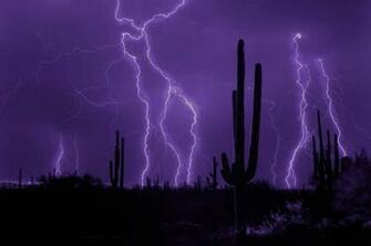 Desert Cactus Wallpaper