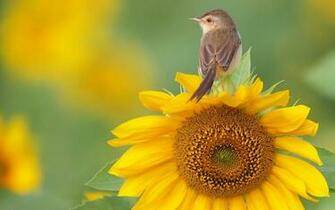 Bird On Sunflower Widescreen HD Wallpaper