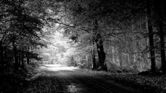 Autumn Black And White Trees Pool Wallpaper Background 4k Ultra HD