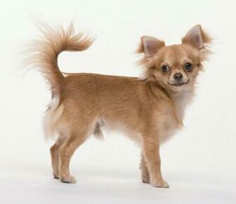 Chihuahua Dog Wallpaper Pictures HD