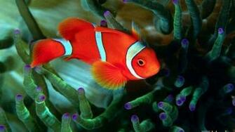 Fish Clownfish Sea Anemones Wallpaper