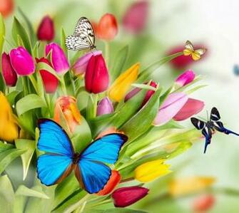 Colorful Butterflies Wallpaper Gallery