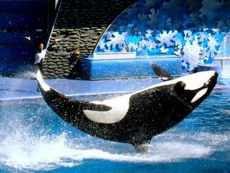 Shamu Wallpaper
