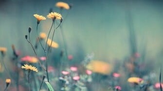 Flowers Full HD Wallpaper 1080p Desktop Background
