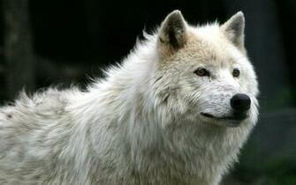 iPad Amazing Pictures Wallpaper Wolf High Quality Background