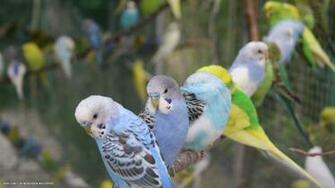 Budgie Parakeet Budgies Sitting Birds HD Widescreen Wallpaper