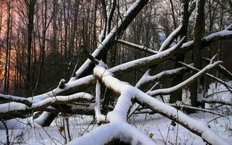 After Winter Storm Nature Wallpaper Resolution My Earth