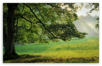 Oak Wallpaper