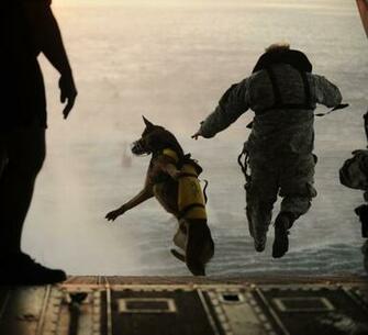 Dog In War Amazing Pictures