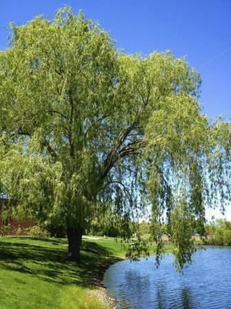 Willow Tree Pictures Quoteko