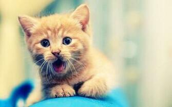Cute Kitty Wallpaper