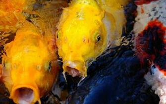 Koi Rich HD Desktop Wallpaper Widescreen