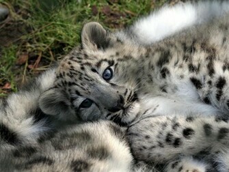 Baby Animals Leopard Cub