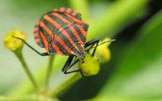 Insect Computer Wallpaper Desktop Background Id