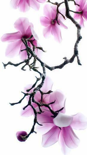 Apple iPhone Wallpaper With Purple Magnolia Flowers HD