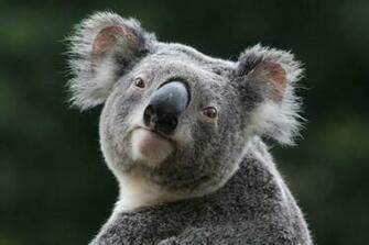 Koala Wallpaper