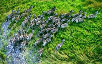 Mac Os HD Wallpaper And Macbook Pro Retina Display Zebra Background