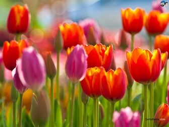 Tulips Wallpaper