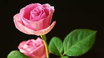 Best Pink Roses Wallpaper HD