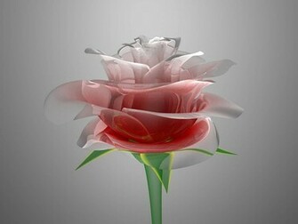 Rose Wallpaper Background Photos Image And Pictures For