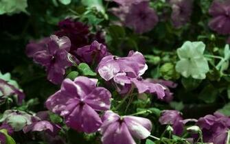 Dream Spring Purple Flowers Wallpaper HD
