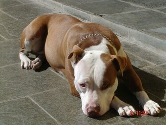 Description Pitbull Dog Wallpaper Is A Hi Res For Pc