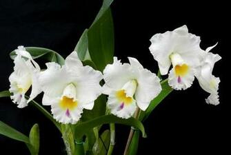 Black Orchid Wallpaper Orchids