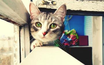 Themes For Windows Animals Cute Cat Wallpaper Pets Cats