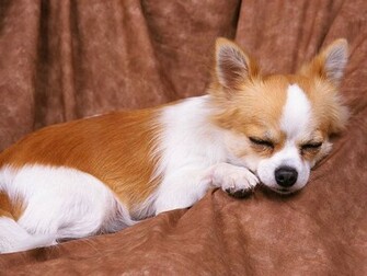 Welsh Corgi Wallpaper Found Matchig Your May Related Post