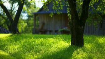 Green Grass Wallpaper HD Background Of Your