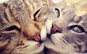 Cats Love Ultra HD Desktop Background Wallpaper For 4k UHD Tv