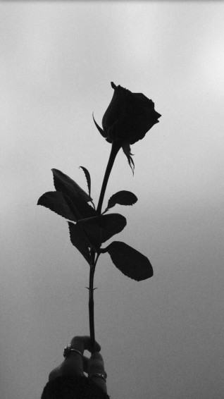 Top Black Aesthetic Rose Wallpaper Full HD 4k To Use
