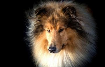 Wallpaper Face Portrait Dog Wool Black Background Collie