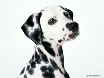 Dalmation Wallpaper Dogs