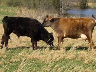 Nicole L Bates From Illinois Our First Family Milk Cow Farmlife