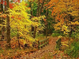 Beautiful Wallpaper Of Trees World