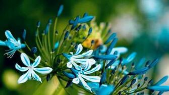 Blue Flowers Close Up Wallpaper C A R W L P E