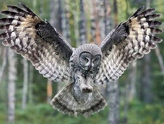 Owl Owls Wallpaper
