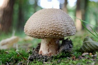 HD Mushroom Wallpaper In For Your Desktop