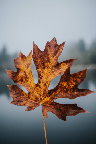 Cute Fall Phone X Wallpaper
