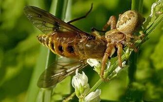 Amazing Insects Wallpaper