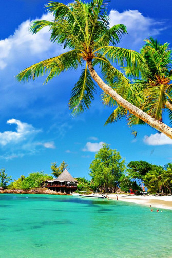 Tropical Palm Beach Wallpaper Paradise